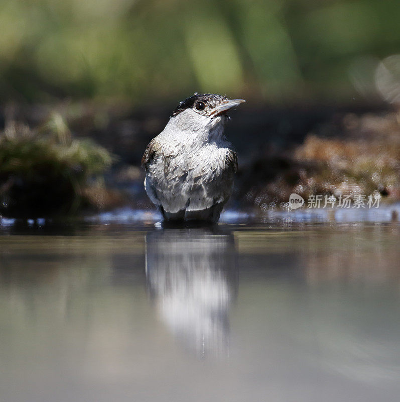 黑冠莺(Sylvia atricapilla)雄性沐浴